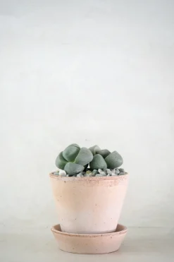 Ørkenplanter Og Knoldplanter^PLANT Levende Sten - Pleiospilos Nelii Green