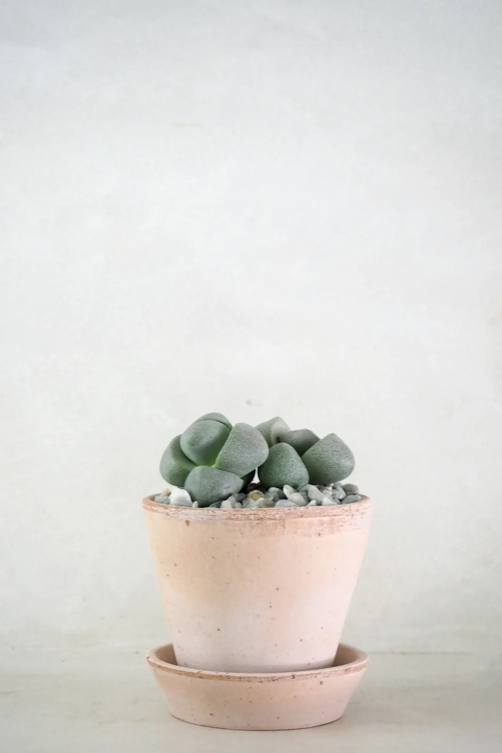 Ørkenplanter Og Knoldplanter^PLANT Levende Sten - Pleiospilos Nelii Green