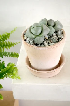 Ørkenplanter Og Knoldplanter^PLANT Levende Sten - Pleiospilos Nelii Green
