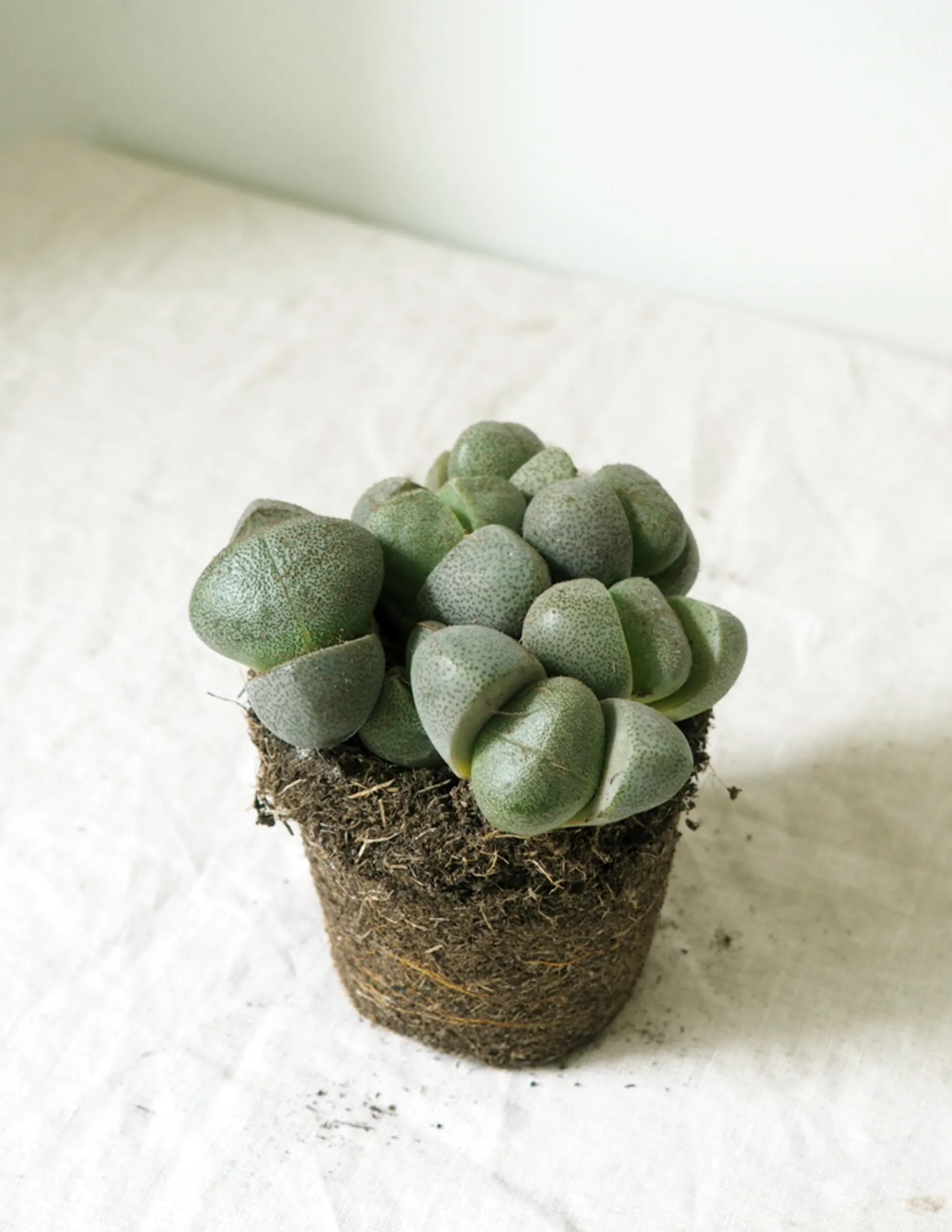 Ørkenplanter Og Knoldplanter^PLANT Levende Sten - Pleiospilos Nelii Green