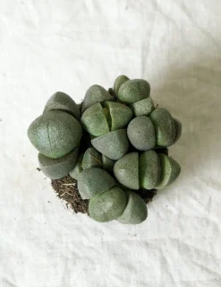 Ørkenplanter Og Knoldplanter^PLANT Levende Sten - Pleiospilos Nelii Green