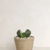 Ørkenplanter Og Knoldplanter^PLANT Levende Sten - Pleiospilos Green, mini