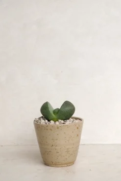 Ørkenplanter Og Knoldplanter^PLANT Levende Sten - Pleiospilos Green, mini