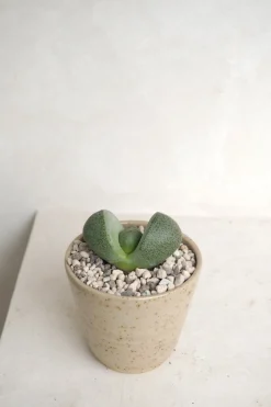 Ørkenplanter Og Knoldplanter^PLANT Levende Sten - Pleiospilos Green, mini