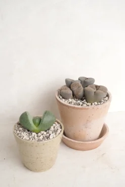 Ørkenplanter Og Knoldplanter^PLANT Levende Sten - Pleiospilos Green, mini