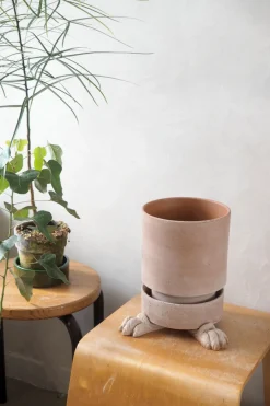 Frø, Spiring Og Altanliv|Pottefødder Og Filtdutter^PLANT Løvefødder