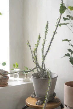 Frø, Spiring Og Altanliv|Pottefødder Og Filtdutter^PLANT Løvefødder, grå