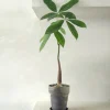 Danskavlede Planter^PLANT Lykkekastanje Japandi
