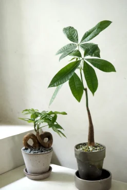 Danskavlede Planter^PLANT Lykkekastanje Japandi