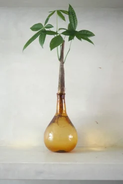 Planter I Vand|Tropiske Planter^PLANT Lykkekastanje Japandi i glas