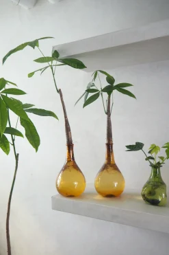 Planter I Vand|Tropiske Planter^PLANT Lykkekastanje Japandi i glas