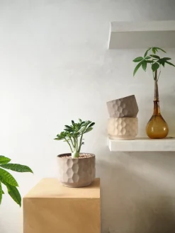 Planter I Vand|Tropiske Planter^PLANT Lykkekastanje Japandi i glas