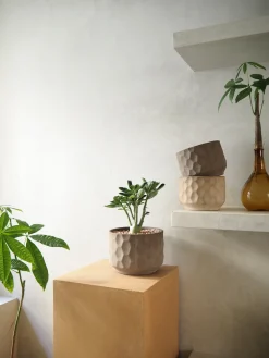 Planter I Vand|Tropiske Planter^PLANT Lykkekastanje Japandi i glas