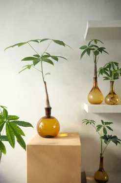 Planter I Vand|Tropiske Planter^PLANT Lykkekastanje Japandi i glas
