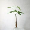 Planter I Vand|Tropiske Planter^PLANT Lykkekastanje Japandi i glas, stor