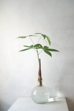 Planter I Vand|Tropiske Planter^PLANT Lykkekastanje Japandi i glas, stor