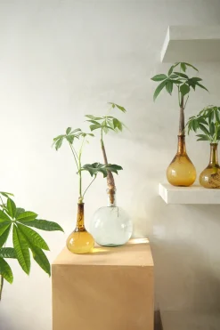 Planter I Vand|Tropiske Planter^PLANT Lykkekastanje Japandi i glas, stor