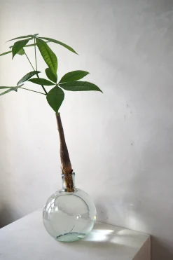 Planter I Vand|Tropiske Planter^PLANT Lykkekastanje Japandi i glas, stor