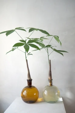 Planter I Vand|Tropiske Planter^PLANT Lykkekastanje Japandi i glas, stor