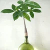 Planter I Vand|Tropiske Planter^PLANT Lykkekastanje Japandi i glas, grøn