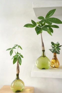 Planter I Vand|Tropiske Planter^PLANT Lykkekastanje Japandi i glas, grøn