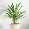 Ørkenplanter Og Knoldplanter^PLANT Madagaskar Palme