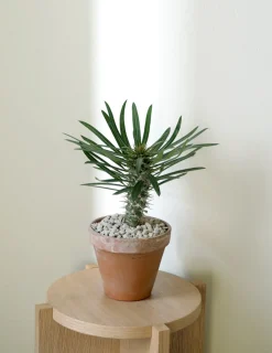 Ørkenplanter Og Knoldplanter^PLANT Madagaskar Palme
