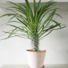 Ørkenplanter Og Knoldplanter^PLANT Madagaskar Palme, stor