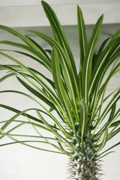 Ørkenplanter Og Knoldplanter^PLANT Madagaskar Palme, stor