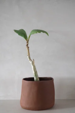Håndlavede Krukker^PLANT Maitoinen krukke
