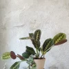 Danskavlede Planter^PLANT Maranta Fascinator