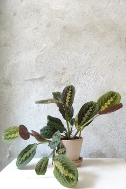 Danskavlede Planter^PLANT Maranta Fascinator