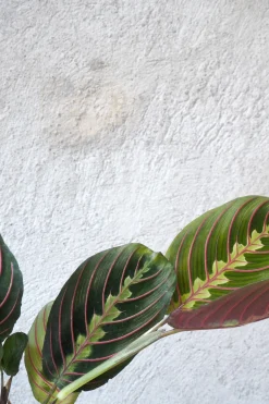 Danskavlede Planter^PLANT Maranta Fascinator