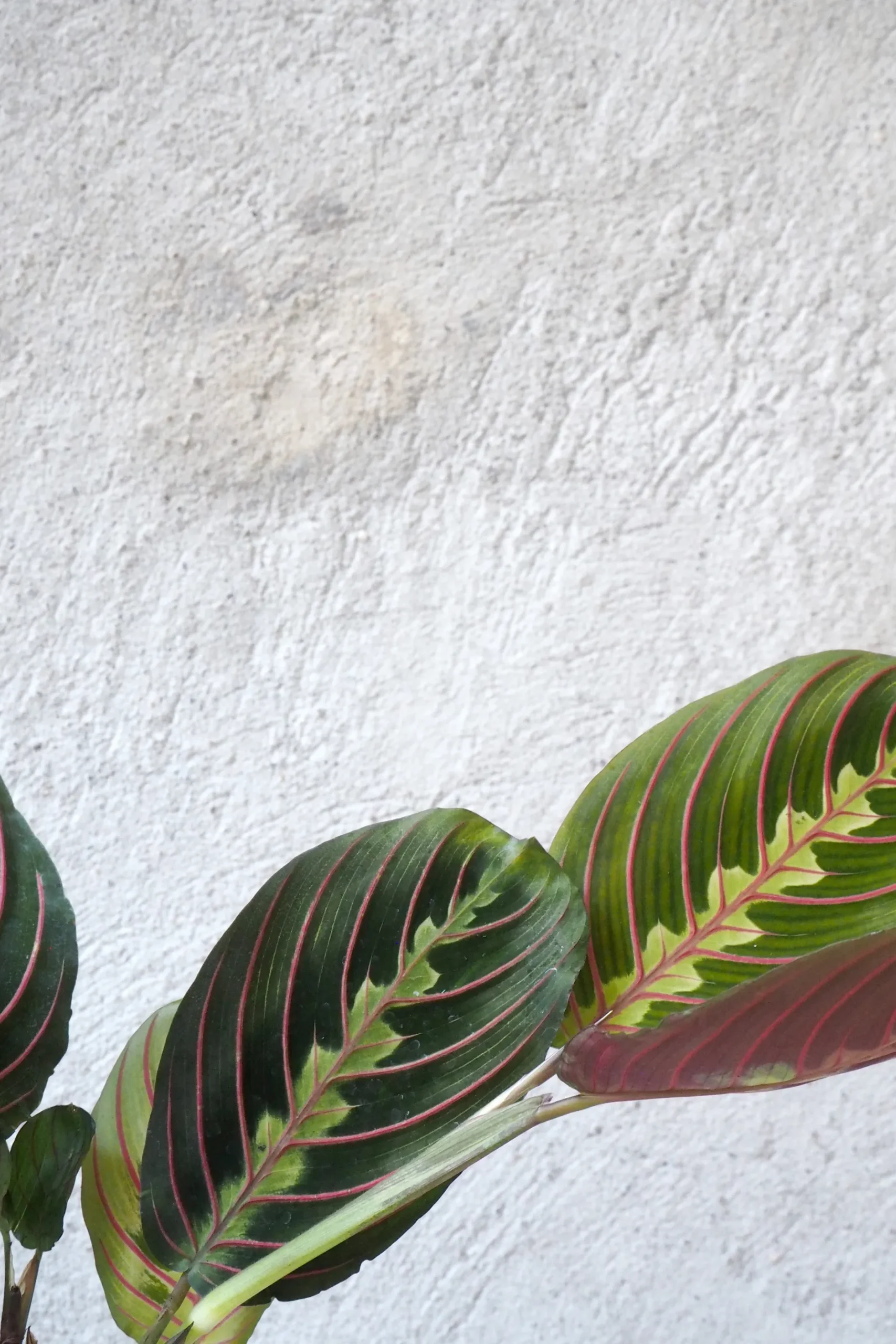 Danskavlede Planter^PLANT Maranta Fascinator