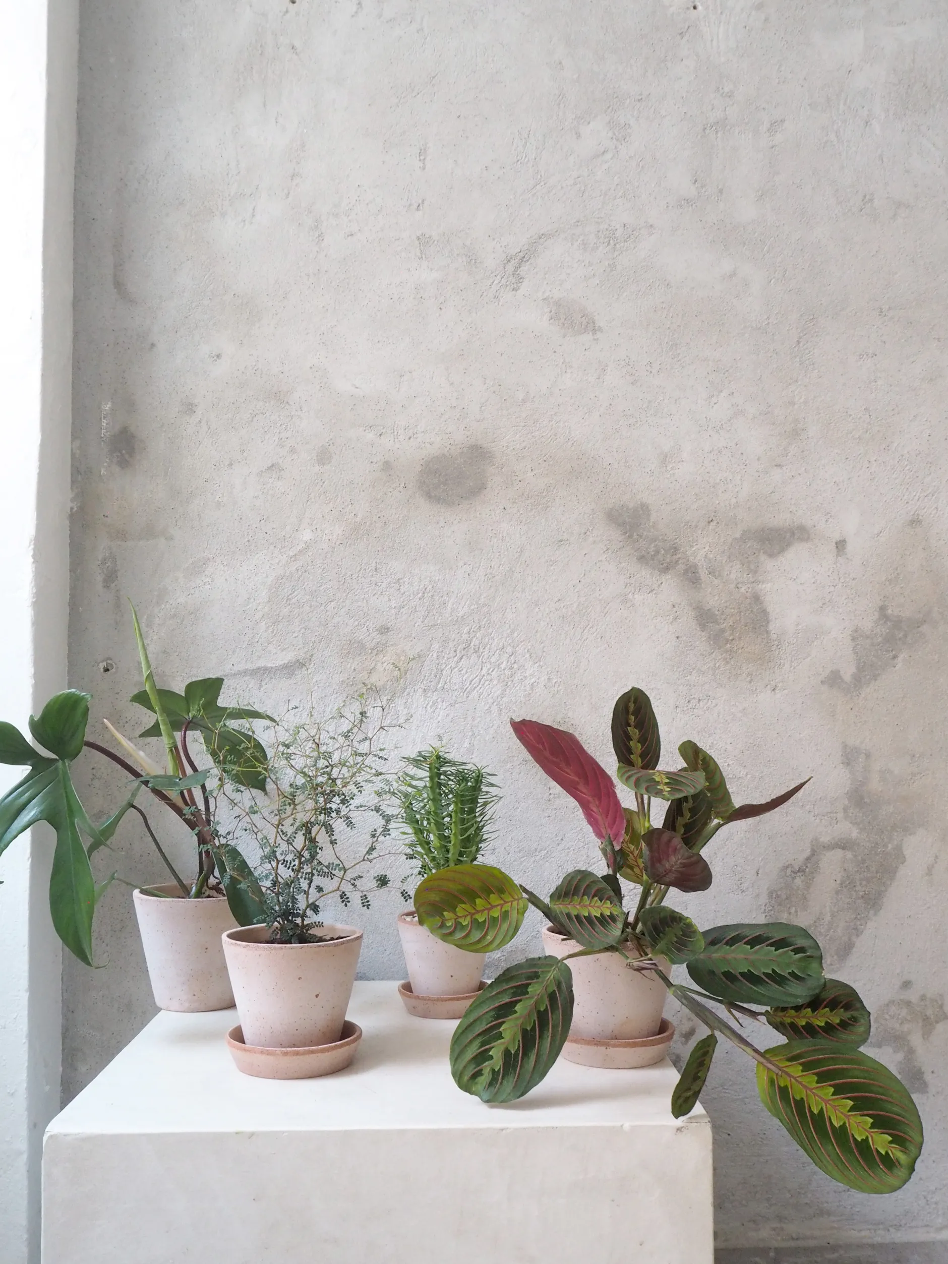 Danskavlede Planter^PLANT Maranta Fascinator