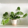 Tropiske Planter^PLANT Maranta lemon lime