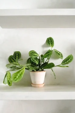 Tropiske Planter^PLANT Maranta lemon lime
