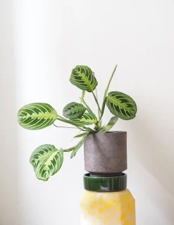 Tropiske Planter^PLANT Maranta lemon lime