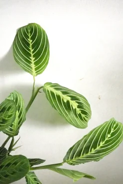 Tropiske Planter^PLANT Maranta lemon lime