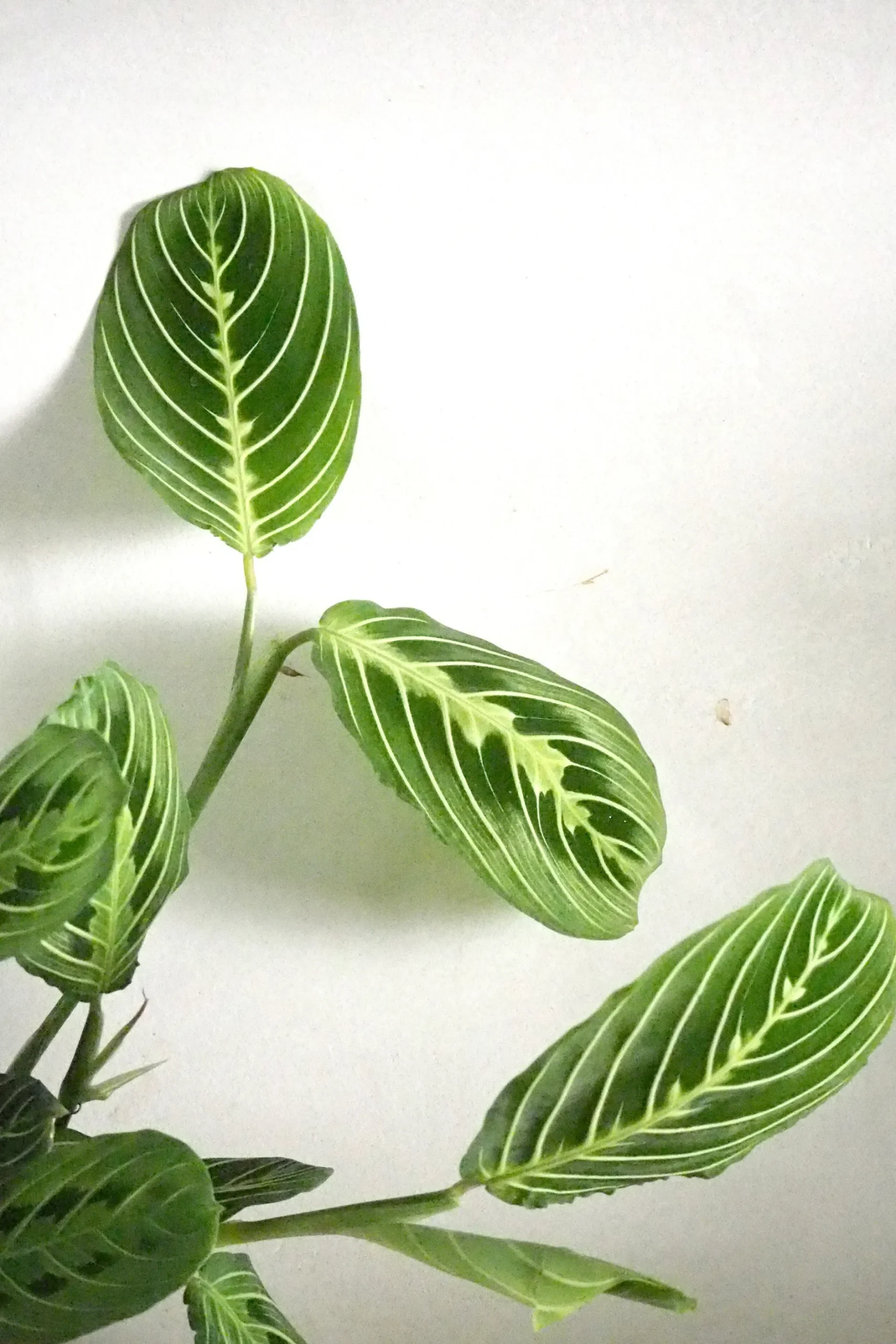 Tropiske Planter^PLANT Maranta lemon lime