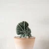 Ørkenplanter Og Knoldplanter|Danskavlede Planter^PLANT Marginatocereus Cristata