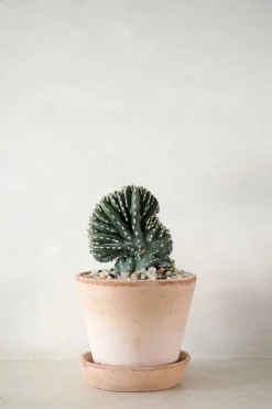 Ørkenplanter Og Knoldplanter|Danskavlede Planter^PLANT Marginatocereus Cristata
