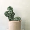 Gulvplanter Og Store Træer|Ørkenplanter Og Knoldplanter^PLANT Marginatocereus Marginatus f. Crestata, Unika XL