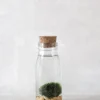 Planter I Vand|Tropiske Planter^PLANT Marimo Moskugle i flaske