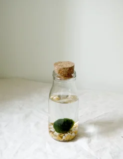 Planter I Vand|Tropiske Planter^PLANT Marimo Moskugle i flaske