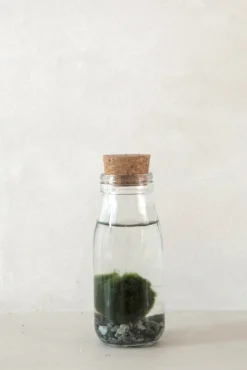 Planter I Vand|Tropiske Planter^PLANT Marimo Moskugle i flaske