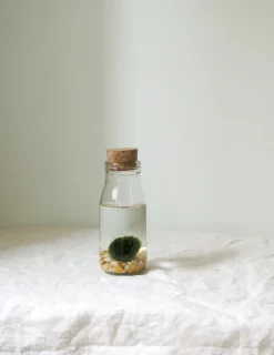 Planter I Vand|Tropiske Planter^PLANT Marimo Moskugle i flaske