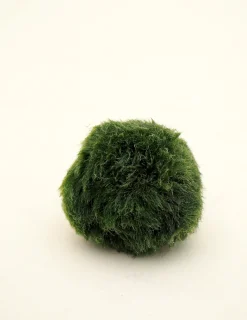 Planter I Vand|Tropiske Planter^PLANT Marimo Moskugle i flaske