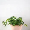 Tropiske Planter|Danskavlede Planter^PLANT Mimose