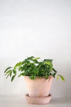 Tropiske Planter|Danskavlede Planter^PLANT Mimose